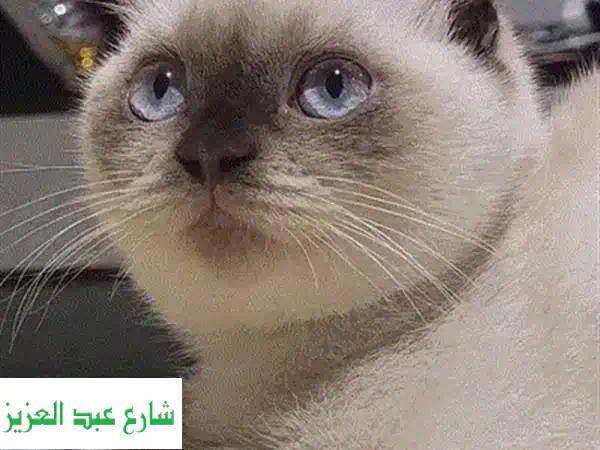 قطة اسكتلندية فولدر ذكر - جمالٌ روسيّ أصيل للبيع!