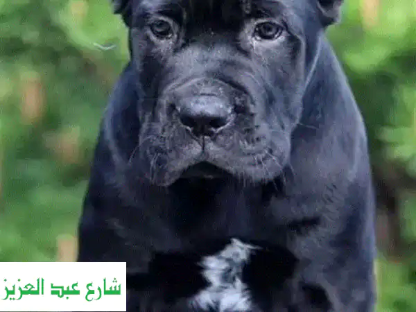 جرو كلاب كاني كورسو سوداء ذكور - حجم كبير - من روسيا