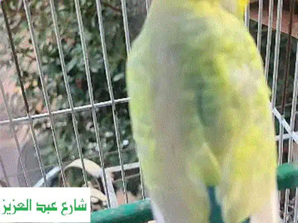 جوز حمام رينبو شغال - أنجب أول عش له! - فرصة مميزة في شبرا مصر