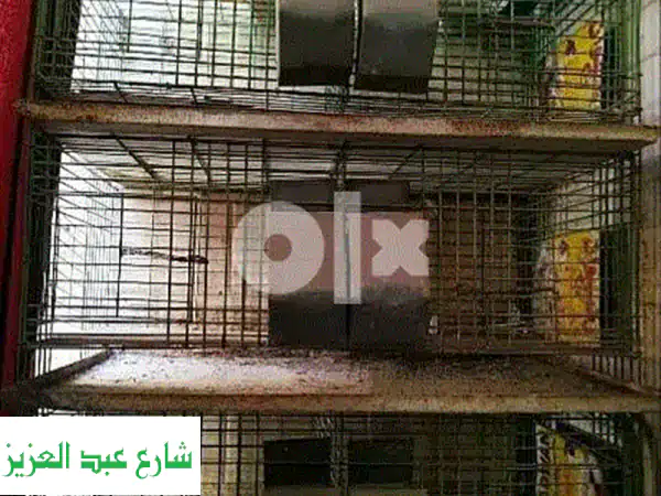 سلاكة أرانب فاخرة 6 عيون - عرض لا يُفوّت! 1500 جنيه فقط!