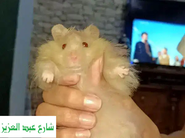 هامستر سوري: أصحاب القلوب الصغيرة، والفرح الكبير! 🐹