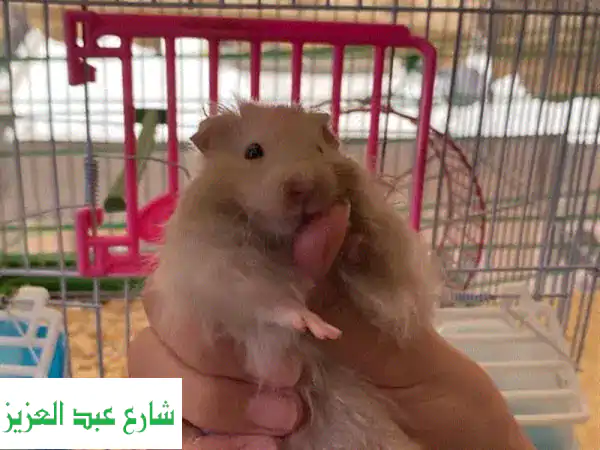 هامستر سوري: أصحاب القلوب الصغيرة، والفرح الكبير! 🐹