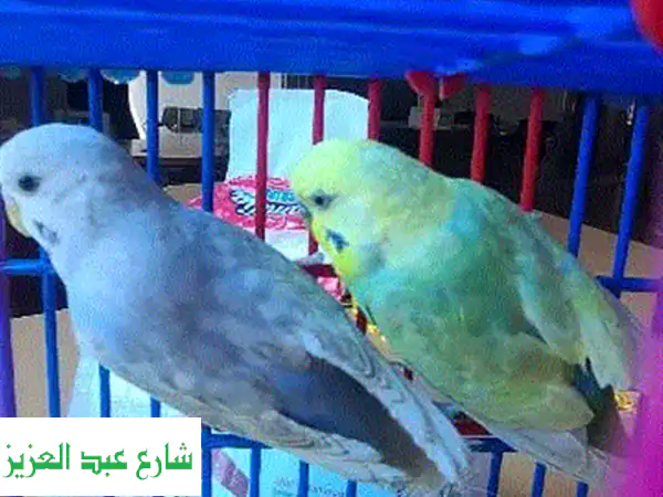 جوز حمام رينبو شغال - أنجب أول عش له! - فرصة مميزة...