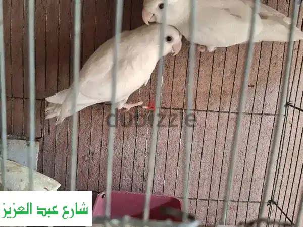أجمل عصافير الزينة بأحجامها وألوانها المتنوعة -...
