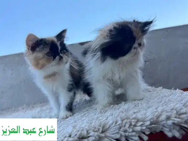 قطط زورار كاليكو إكزوتيك للبيع - جميلات وصحية!