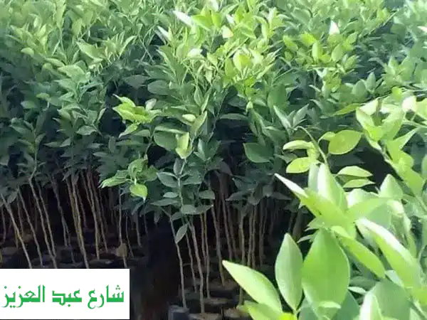 شتلات موالح بجميع أنواعها
