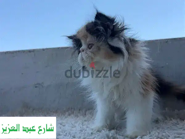 قطط زورار كاليكو إكزوتيك للبيع - جميلات وصحية!