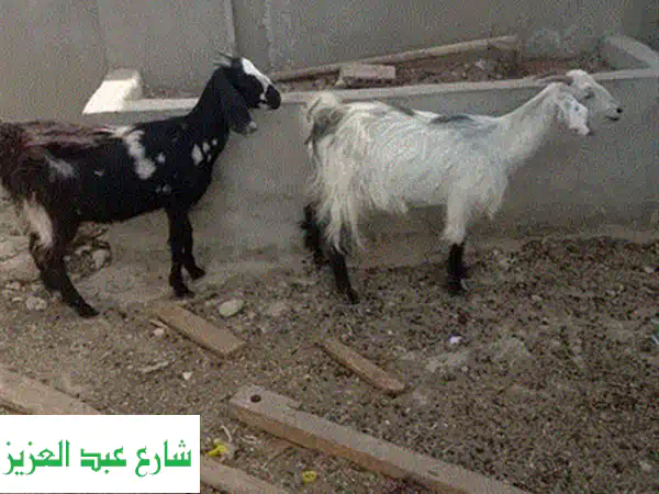 جدي فرنسي أصيل للبيع - رفيقك الجديد الوفي!