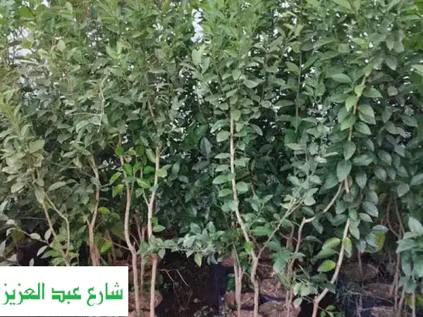 شتلات موالح بجميع أنواعها