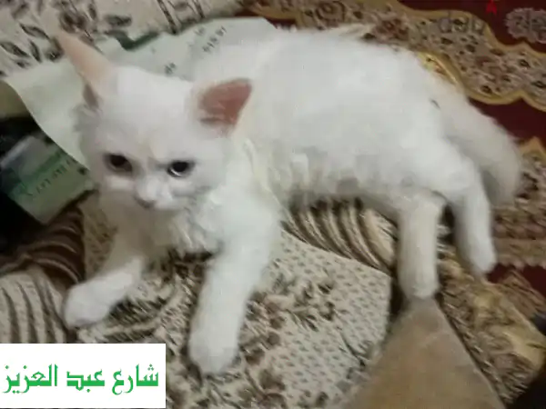 كوم حمادة: قطط رومي هادئة وصحية للبيع -  أحصل على...