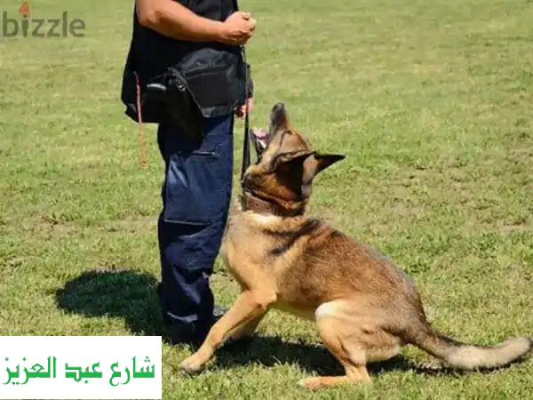  تدريب كلاب بورسعيد: درب كلبك وأحكم بنفسك! - أفضل...