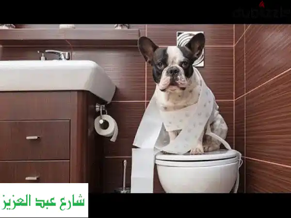 تدريب كلاب احترافي: شاهد النتائج بنفسك! 🐶