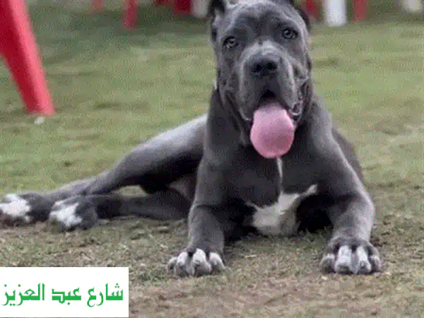 جرو بوميرانين صغير الحجم - ذكور رائعين وصحتهم ممتازة!
