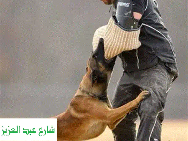 تدريب كلاب احترافي: شاهد النتائج بنفسك! 🐶