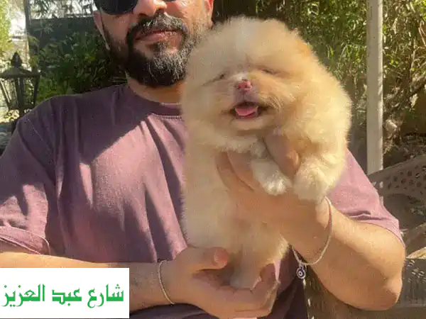 جرو بوميرانين صغير الحجم - ذكور رائعين وصحتهم ممتازة!
