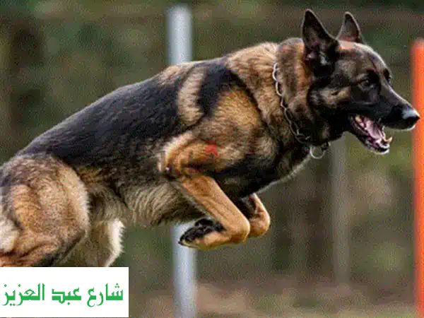 درب كلبك بنفسك!  دورة تدريب كلاب فعّالة وسهلة
