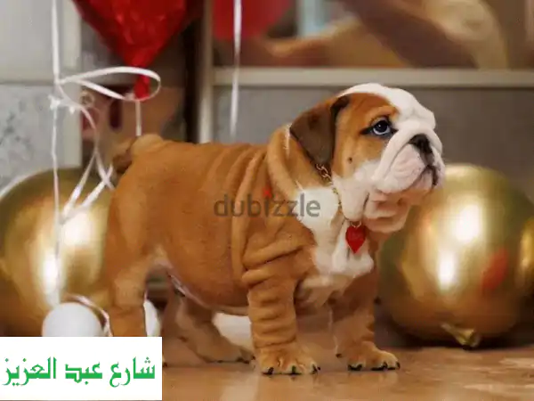 جراء كلاب بولدوغ إنجليزية أبطال - جودة فائقة من أفضل دور الحضانة في أوروبا!
