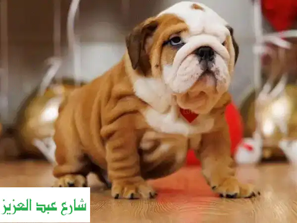 جراء كلاب بولدوغ إنجليزية أبطال - جودة فائقة من...
