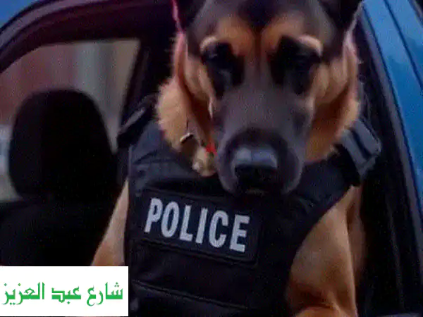 درب كلبك بنفسك!  دورة تدريب كلاب فعّالة وسهلة
