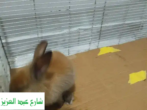أرنب ليون هيد أليف ولطيف - جاهز لمنزل جديد!