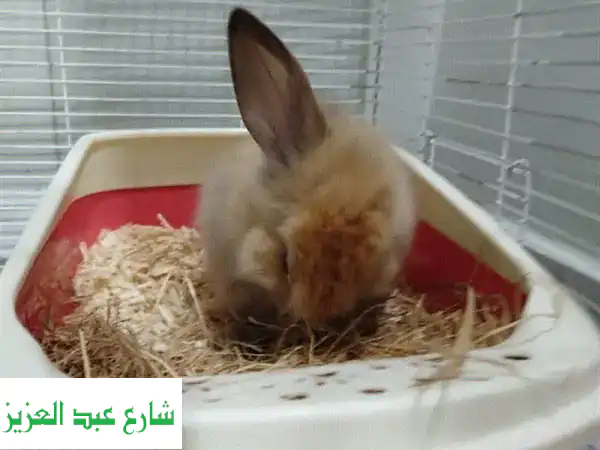 أرنب ليون هيد أليف ولطيف - جاهز لمنزل جديد!