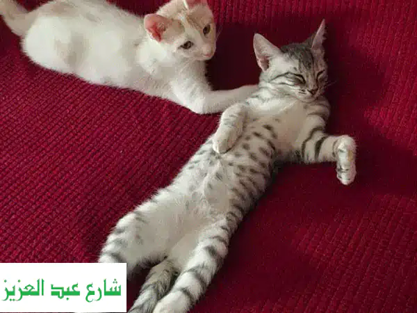أربعة قطط روميّة صغيرة للتبني - أنقى قلوب وألطف مخالب!