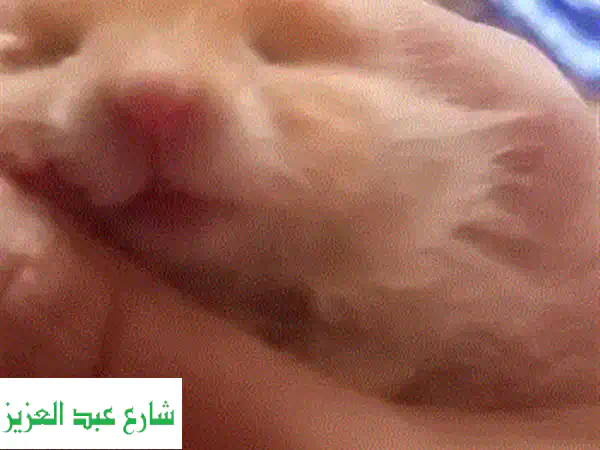 هامسترات أليفة ومدربة: رفقاء صغار، قلوب كبيرة!