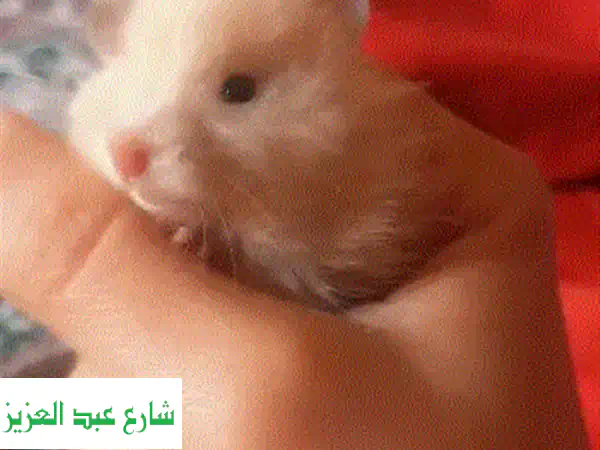 هامسترات أليفة ومدربة: رفقاء صغار، قلوب كبيرة!