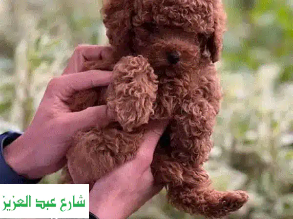 جرو تيدي بودل مستورد - أنقى سلالة، جمالٌ لا يُقاوم!