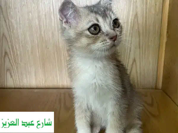 قطط سكوتش فولد رائعة للبيع - أذنان مطوية وقلب كبير!