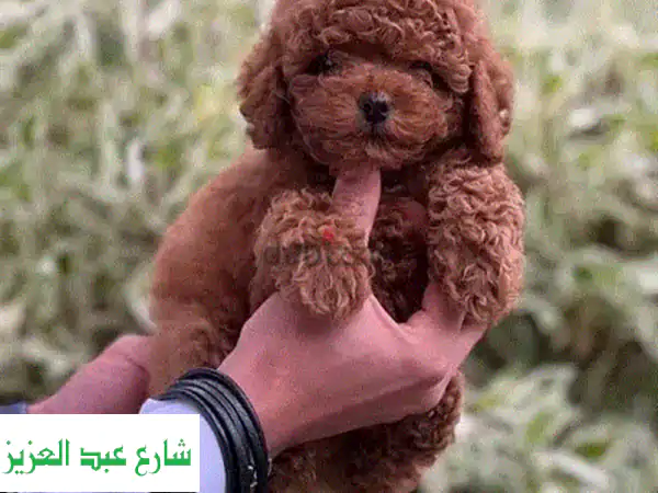 جرو تيدي بودل مستورد - أنقى سلالة، جمالٌ لا يُقاوم!