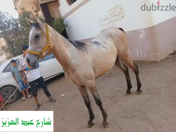 حصان عربي أصيل للبيع - جواد فريد بجمالٍ آسِر