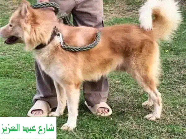 استضافة منزلية فاخرة لحيواناتك الأليفة في القاهرة...
