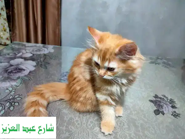 قطة شيرازي كيوت للبيع - رفيقة لعوب ومرحبة!