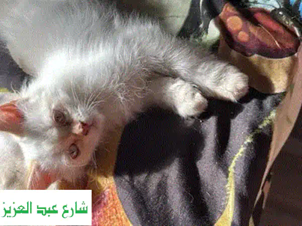 قطة شيرازي كيوت للبيع - رفيقة لعوب ومرحبة!
