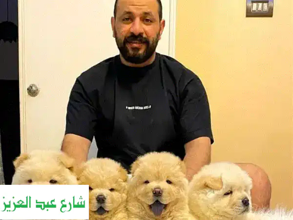 شواوا صغيرون فُرِحون وبصحة ممتازة -  لأصحاب...
