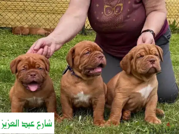 جراء فرنش مستيف روسية أبطال -  فرصة ذهبية لعائلة محبة!