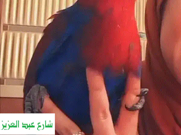 أنثى اكليكتوس أليفة - رفيقة مثالية لعائلتك!