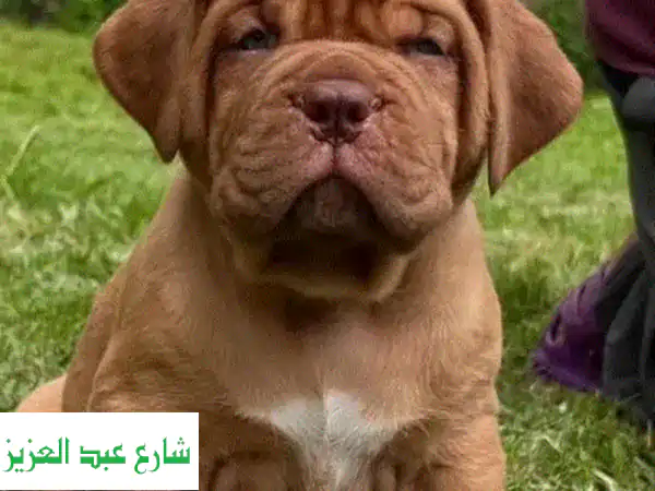 جراء فرنش مستيف روسية أبطال -  فرصة ذهبية لعائلة محبة!