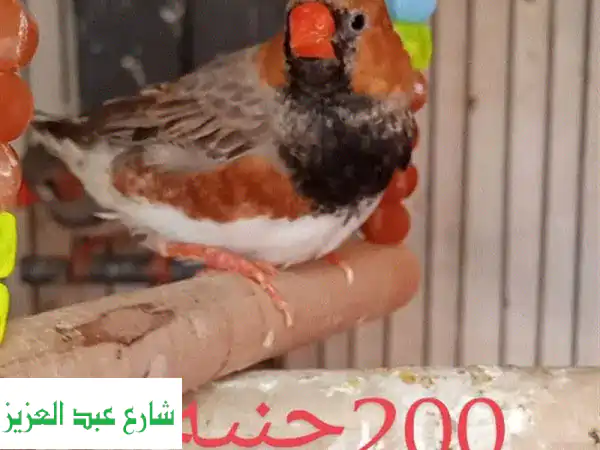 عصافير زيبرا غزالّة! أول إنتاج، صحية وريشها لامع ✨