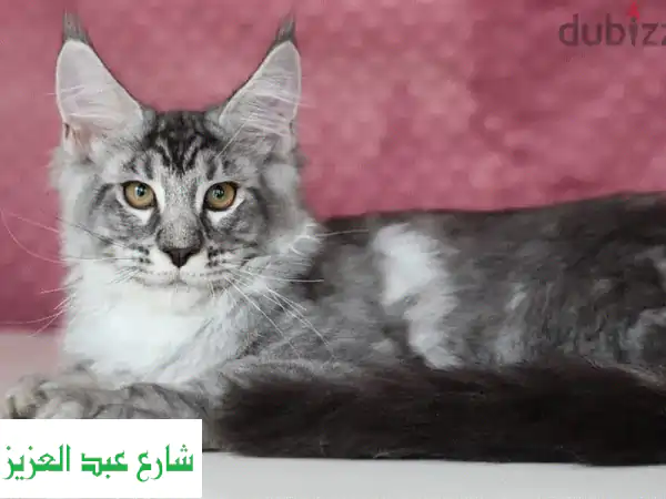 قطة مين كون رائعة للبيع - 4 أشهر فقط! 😻