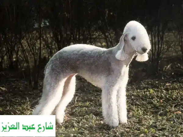 كلب بيدلينجتون تيرير فريد من نوعه - جرو ذو فراء ناعم من روسيا