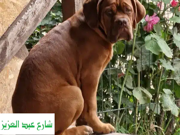 فرصة ذهبية! جرو ماستيف فرنسي أصيل للبيع - مع...