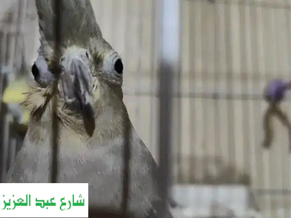 نتاية كوكتيل جميلة تبحث عن بيت دافئ!