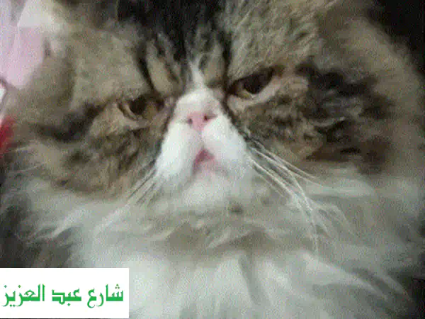 قطط شيرازي جميلة للبيع - ولد وبنت - 500 جنيه فقط!