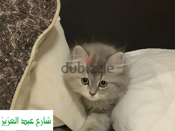 قطط شيرازي جميلة للبيع - ولد وبنت - 500 جنيه فقط!