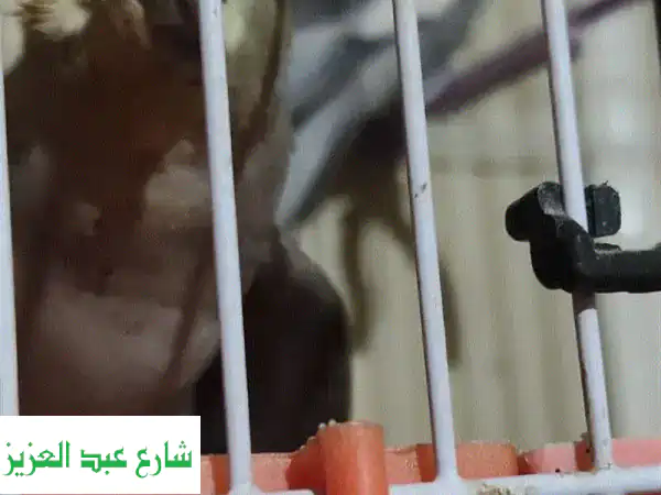نتاية كوكتيل جميلة تبحث عن بيت دافئ!