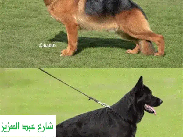 جرو الراعي الألماني بطل السلالة - أسود قصير الشعر - فرصة ذهبية!