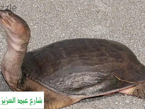 سلحفاة سوفت شيل عملاقة (25 سم) - فرصة مميزة...