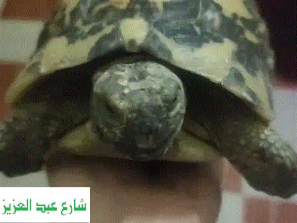 سلحفاة سوفت شيل عملاقة (25 سم) - فرصة مميزة لعشاق الحيوانات النادرة!